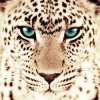 Leopar