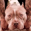 Pitbul