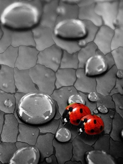 Damlalar ve Uğur Böceği