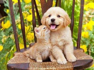 Golden yavrusu ve kedi