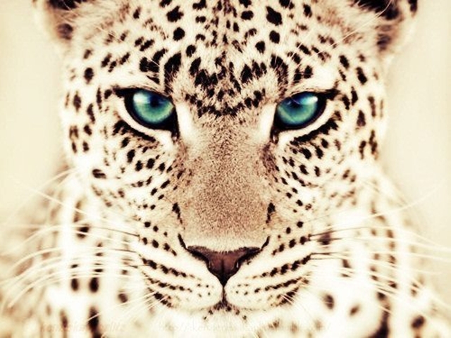 Leopar